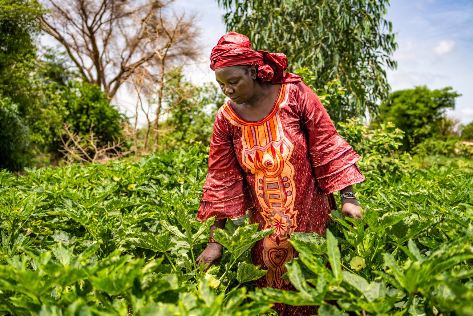 Afdi-Le projet Jardim, jeunes agriculteurs et ruraux pour le développement des innovations en maraîchage